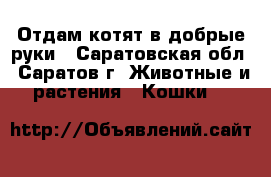 Отдам котят в добрые руки - Саратовская обл., Саратов г. Животные и растения » Кошки   